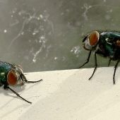 Flies in Healthcare Staff Areas