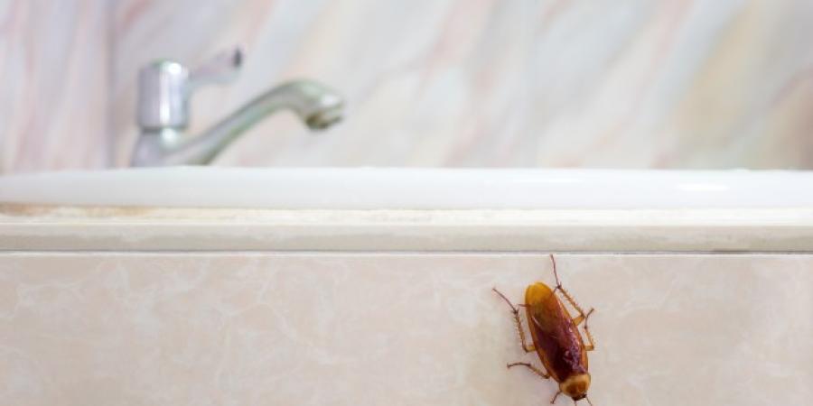 5 Places Cockroaches May Be Hiding In Your Hotel
