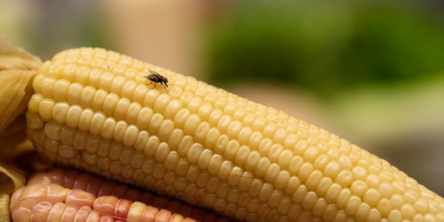 Keeping Flies Out Of Your Grocery Store