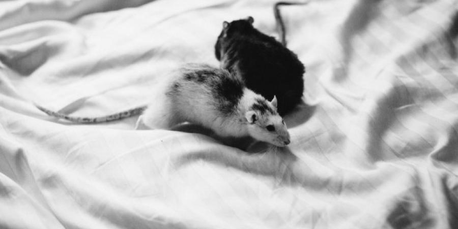 5 Tips For Keeping Rodents Away From Your Hotel