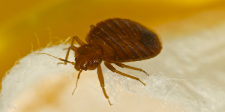 5 Effective Methods For Bed Bug Control in Multifamily Housing