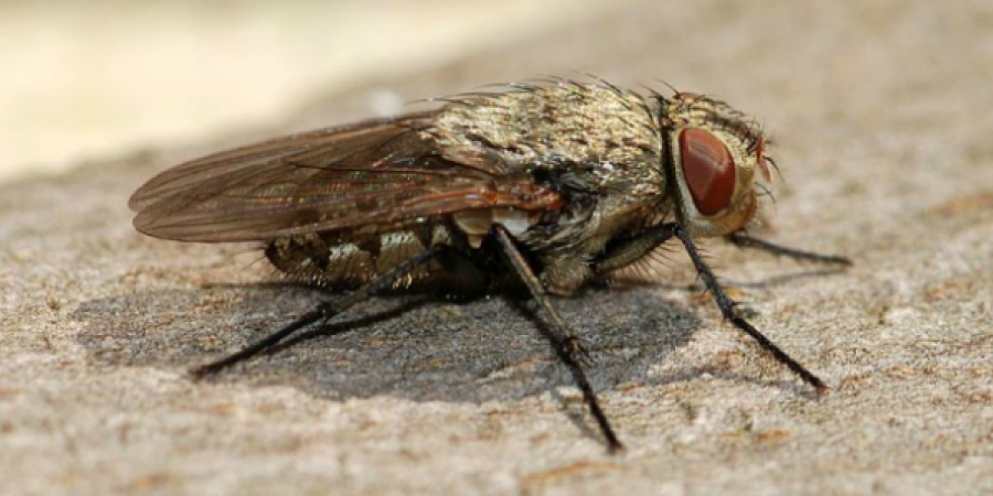 Everything You Need To Know About Cluster Flies