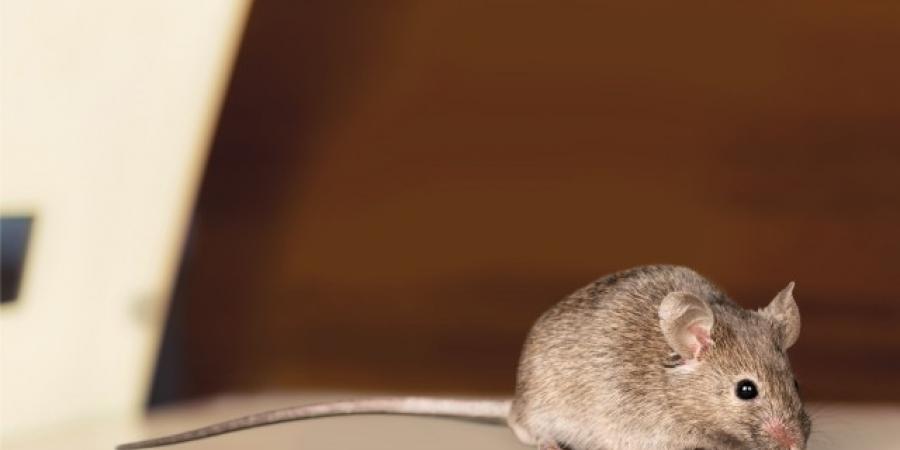 Mice In Your Office? Here's What To Do