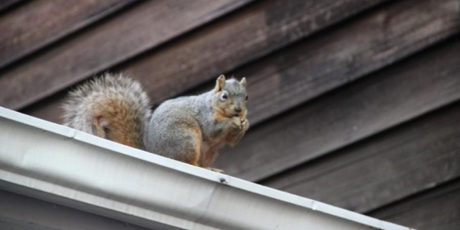 5 Ways New Englanders Keep Squirrels Out Of Chimneys And Attics