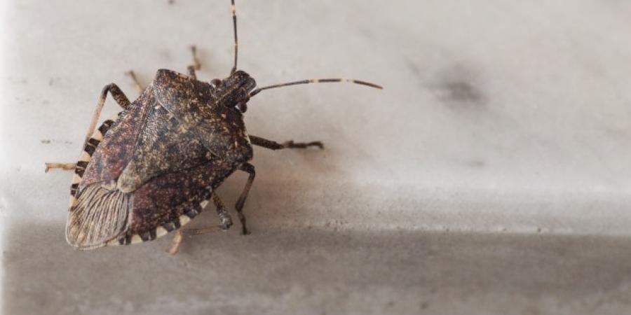 Stink Bug