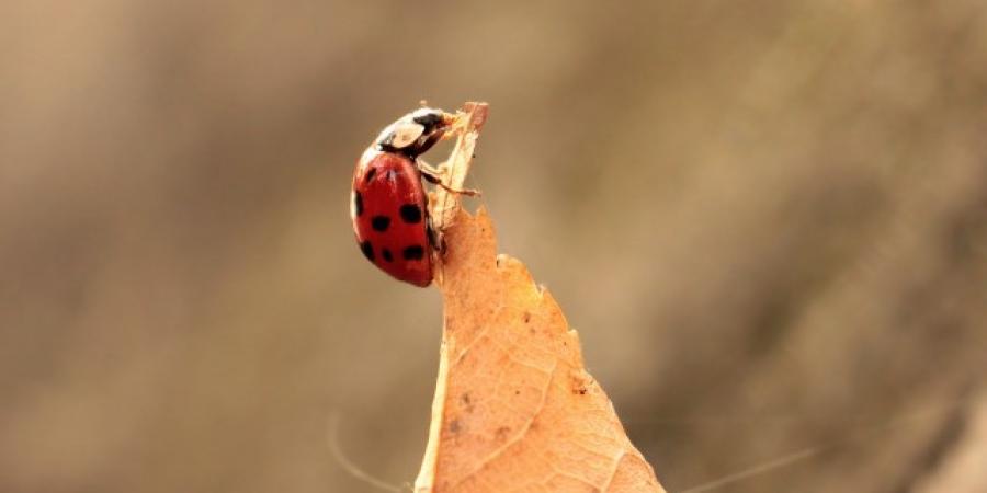 Lady Beetles