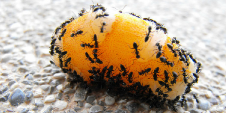 Prevent Pavement Ants With These Simple Tips