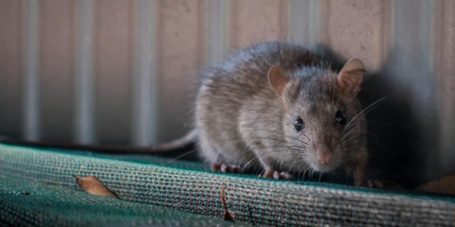 Mice Vs. Rats: How To Spot The Difference