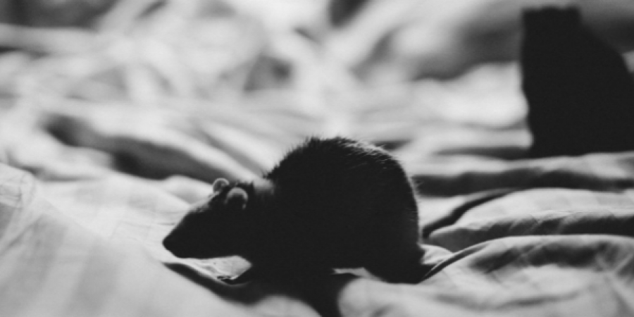 Here S Where Mice Hide In Your Home During The Winter Jp Pest Services Here S Where Mice Hide In Your Home, Do Mice Go In Basements