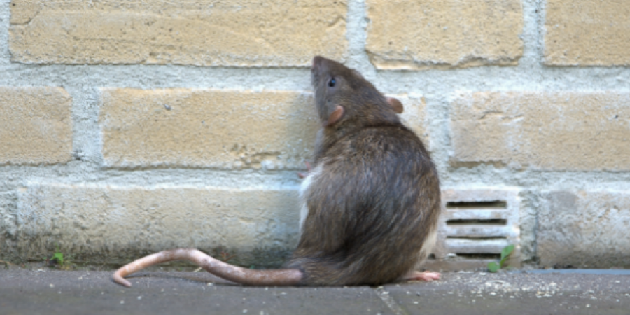 7 Strange Facts Homeowners Should Know About Rodents