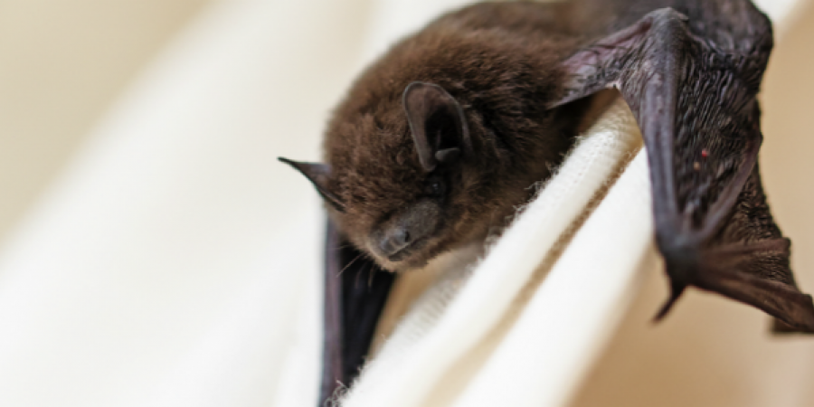 What To Do When You Find A Bat In Your House