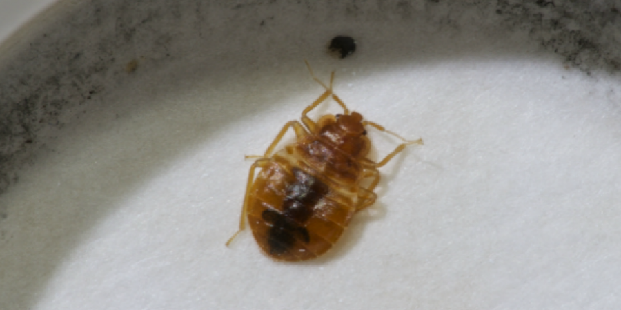 What Does It Take To Fully Eliminate Bed Bugs