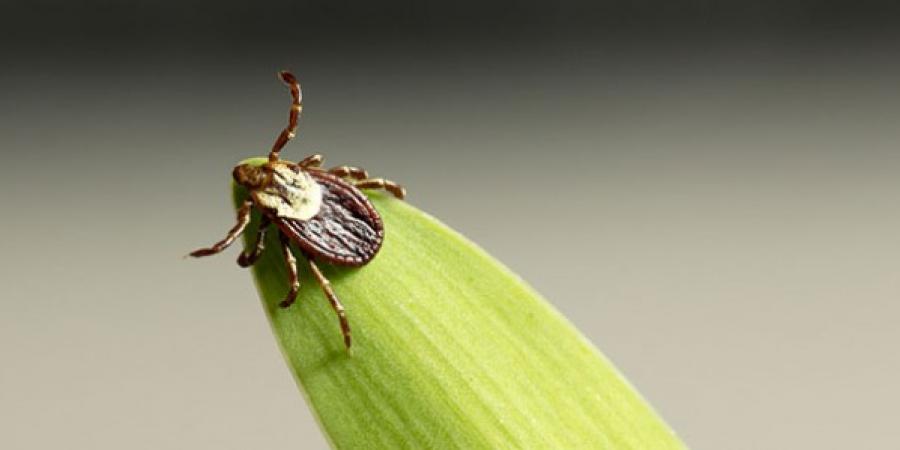 The Life Cycle of Ticks