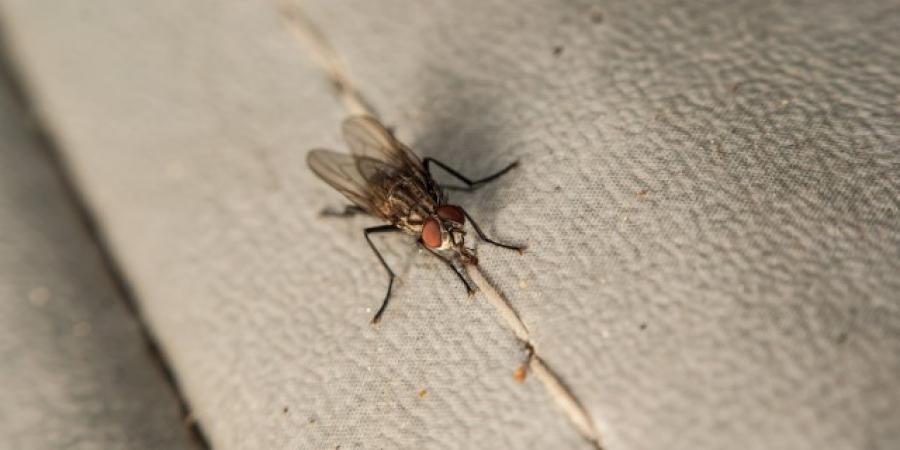Flies Not Welcome: Tips For Fly Control In Hotels