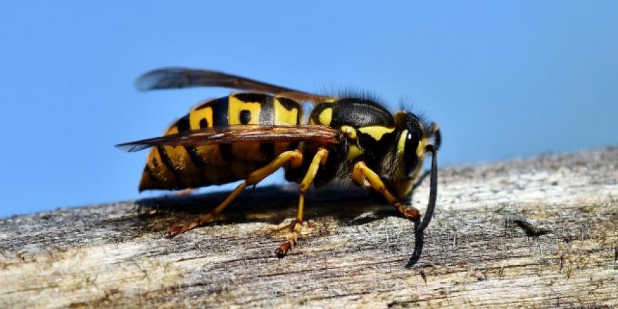 Spot The Stinger: How To Distinguish Wasps From Hornets