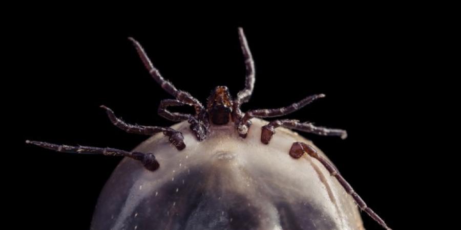 Tick Check: How To Keep Family & Pets Safe This Summer