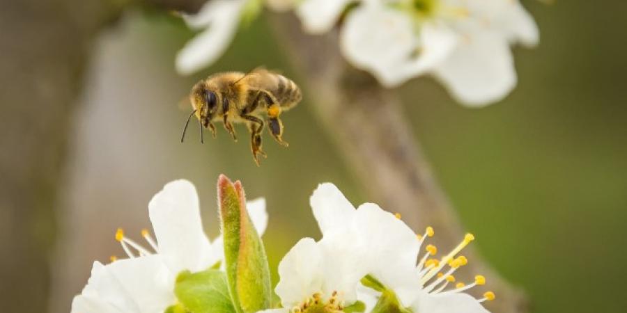 The Benefits Of Bees To Your Garden