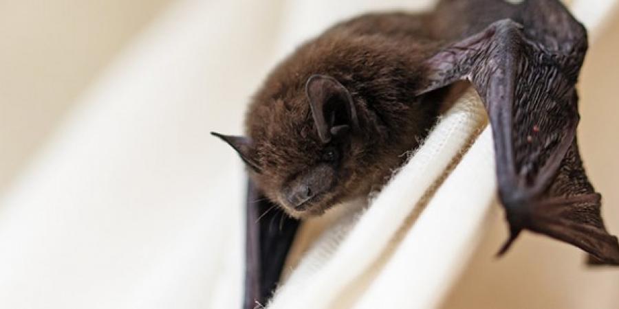 Bats Plus Bed Bugs Equals... Bat Bugs?