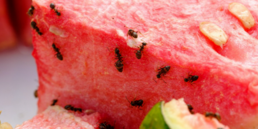 9 Tips for Keeping Ants Out Of Your Kitchen This Summer