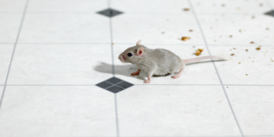 Spot Signs of Mice In Your Restaurant (Before Your Customers Do)