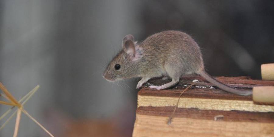 Mice In The Attic? Here's What To Do