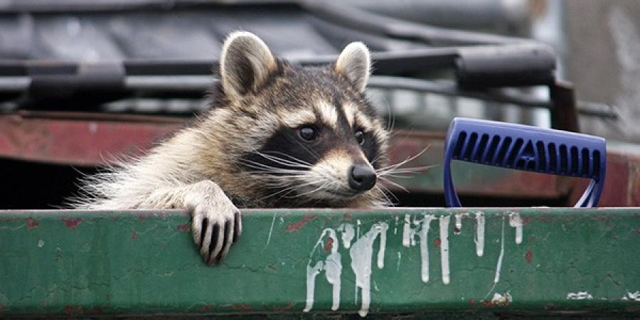 Pest Proofing Your Trash Cans