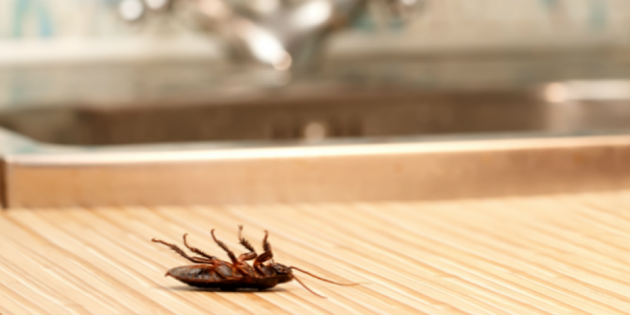 Roaches Don T Tip How To Keep Roaches Out Of Your Restaurant Jp
