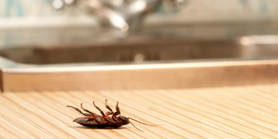 Roaches Don't Tip: How To Keep Roaches Out of Your Restaurant