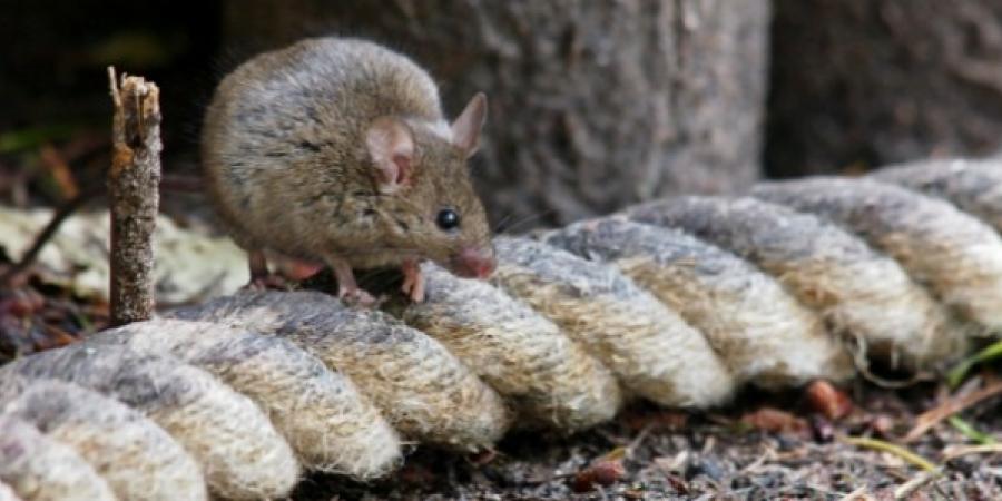 How To Fight The Common Rodents of New England