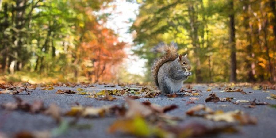 Squirrels Everywhere: Why This Year Has Been So Heavy On Squirrels