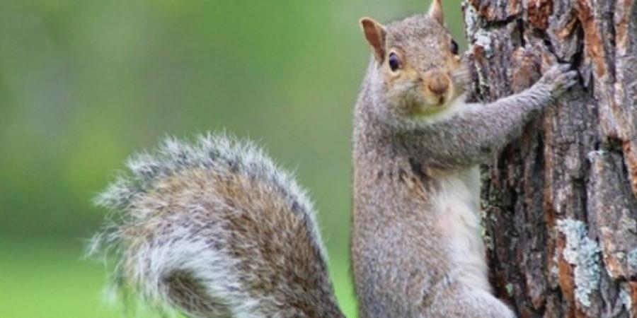 Keeping Squirrels at Bay