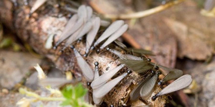 Telltale Signs Of Termites