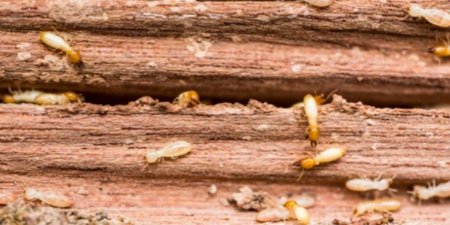Terminating Termites: How To Stop An Infestation In Its Tracks
