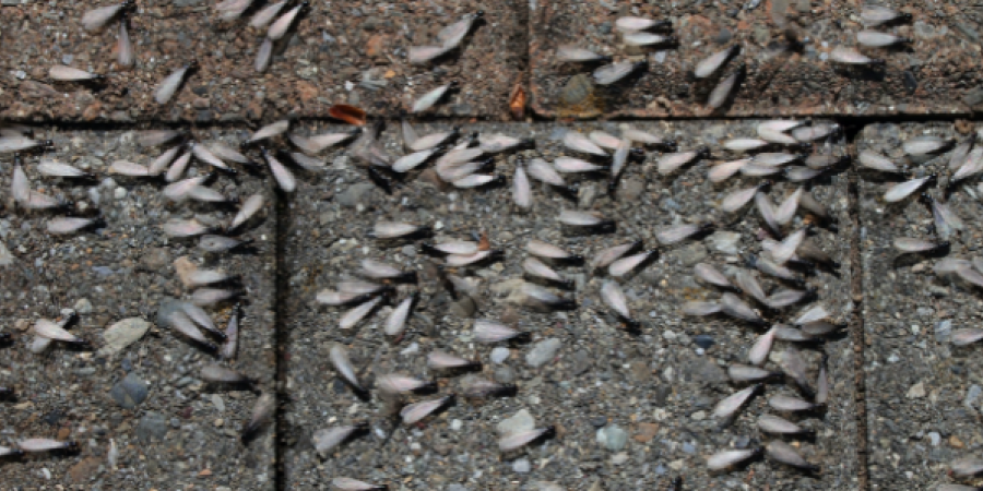 Spring Swarmers: Identifying Termites Before They Get Settled