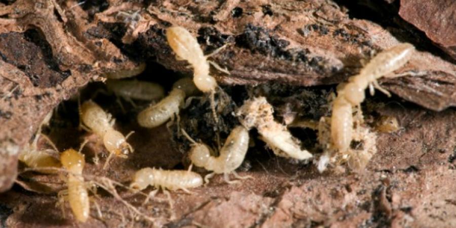 The Damage Done: How Termites Will Wreck Your Home