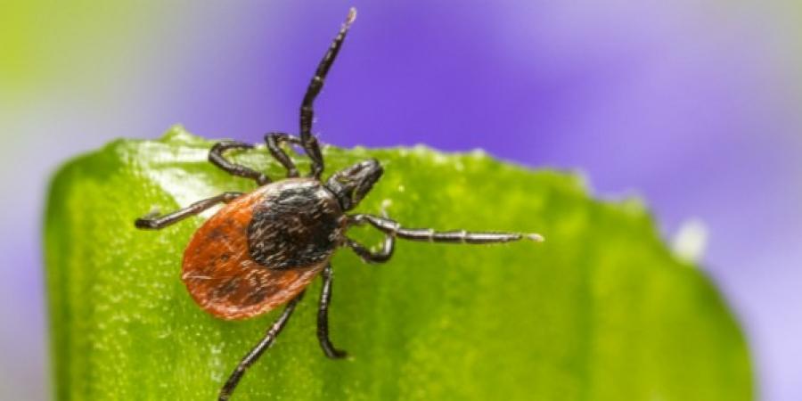 7 Tips To Keep Ticks Away This Spring