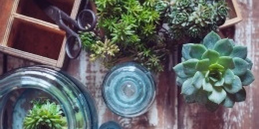 Controlling Houseplant Pests