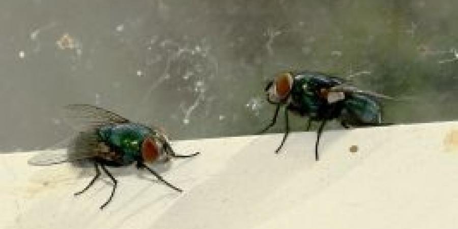 Identifying Common Flies In Your Home Or Business