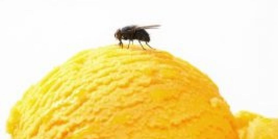 Effectively Manage Fly Problems in Your Restaurant