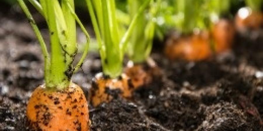 Is Pest Management Protocol Different For Organic Food Facilities?