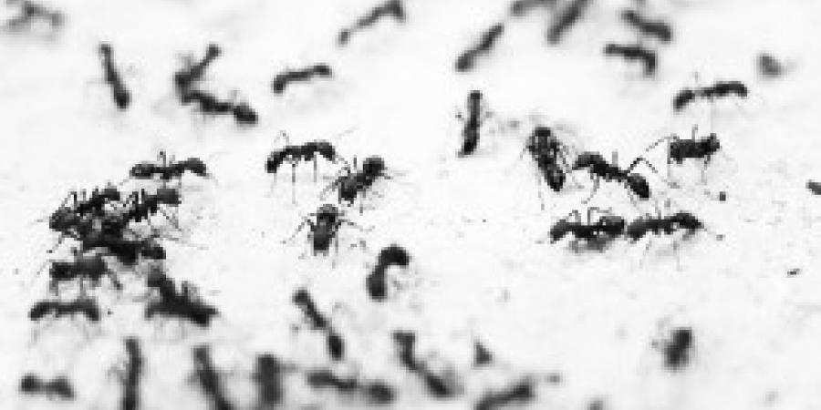 6 Surprising Statistics About Pest Infestation