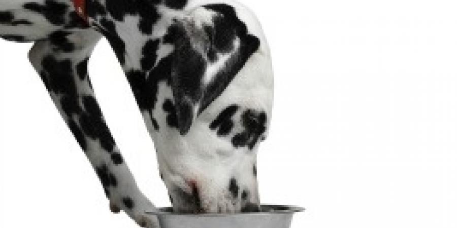 Common Pests Found In Dog Food