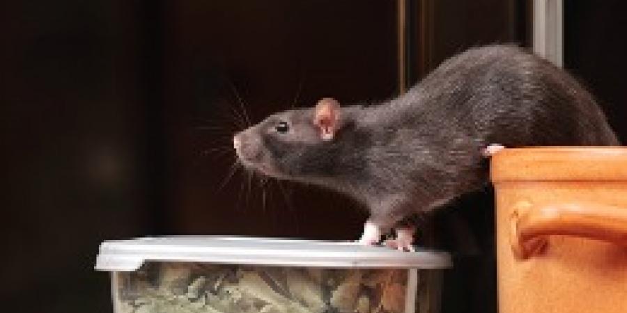 5 Things You Need to Know about Rodents in Commercial Settings