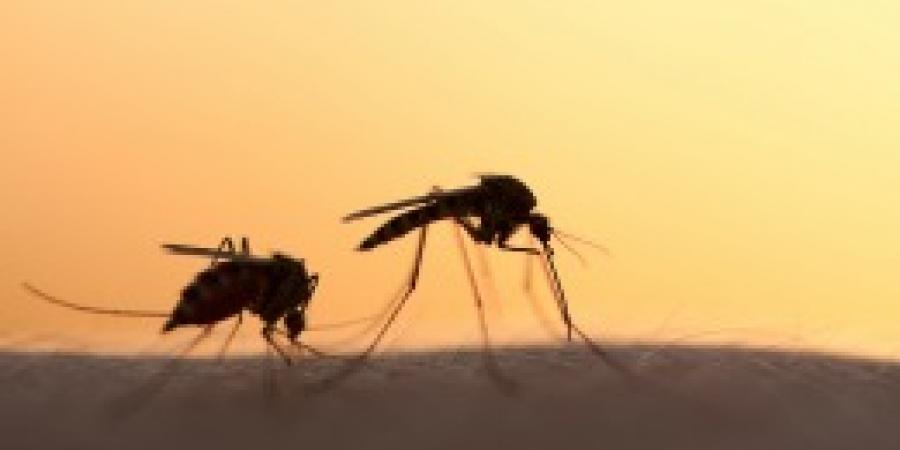 5 Little-Known Facts About Mosquitoes