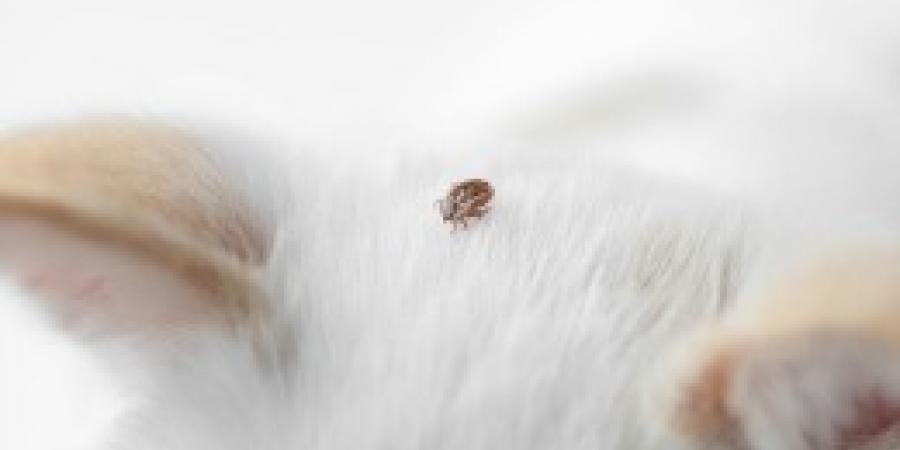 Get Ready For Tick Season With These Simple Tips