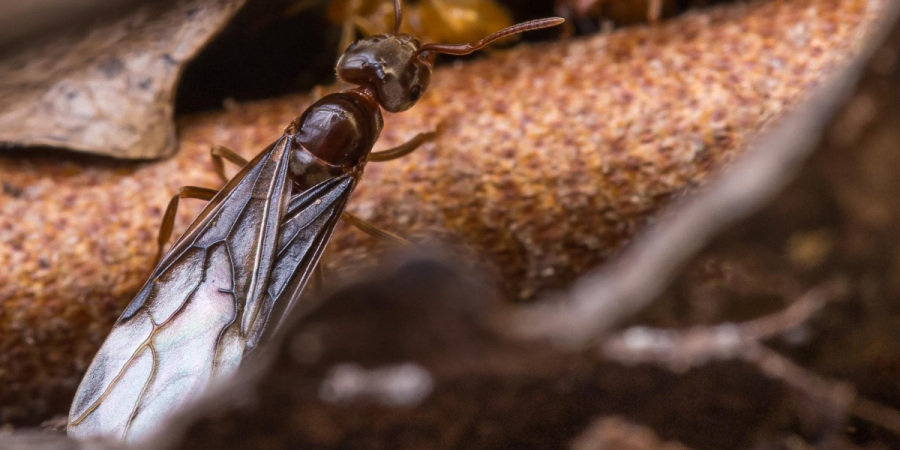 Analyzing Ants -- What’s with the Wings?