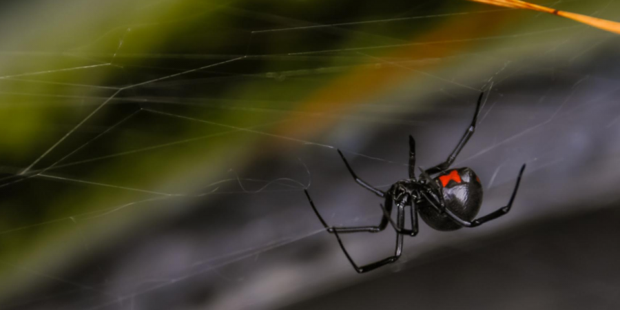 Black Widows Brave the Cold -- New England’s Surprise Pest 
