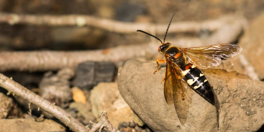 Cicada Killers: All Buzz, No Sting