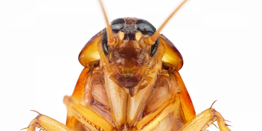 Close-up view of a cockroach