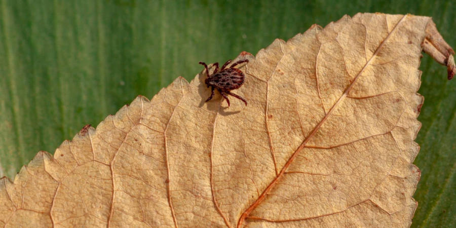 Don’t 'Fall' for the Myth That Tick Season Is Over